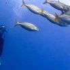 3. El fons marí - Zona marina del bioconeixement